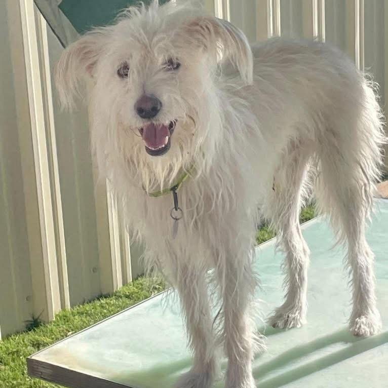 Bentley, a Adoptable mixed breed in Lubbock, TX image 6/6