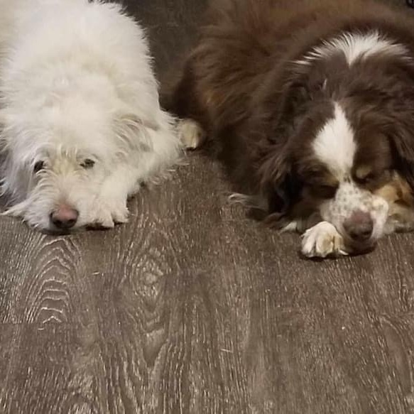 Bentley, a Adoptable mixed breed in Lubbock, TX image 4/6