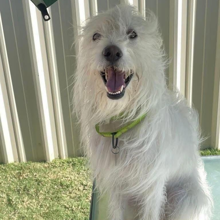 Bentley, Adoptable, Adult Male Terrier.