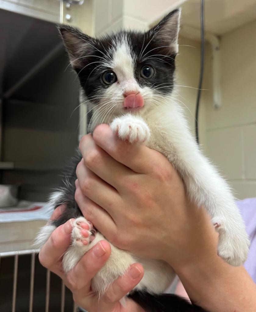 Enlarge Kappa, a Adoptable mixed breed in Nacogdoches, TX image 1/1