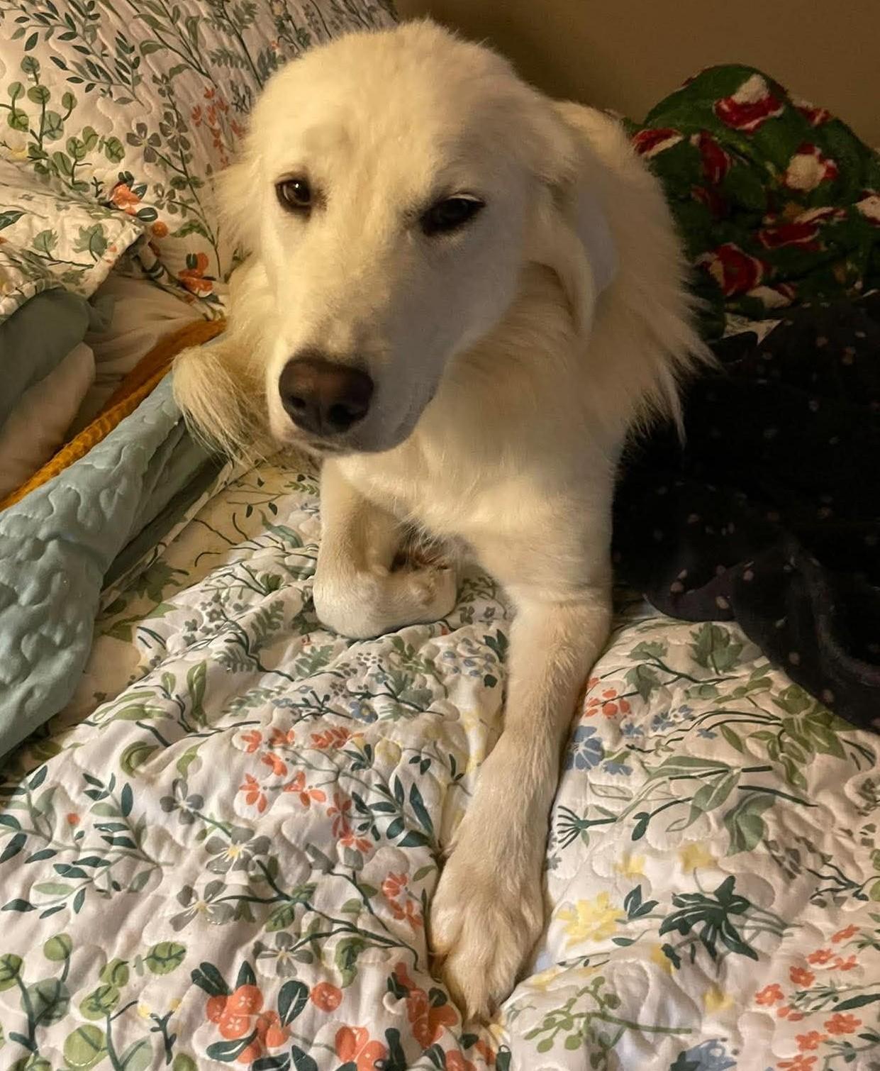 Enlarge Sassy, a Adoption Pending Great Pyrenees in Oklahoma City, OK, OK image 4/5