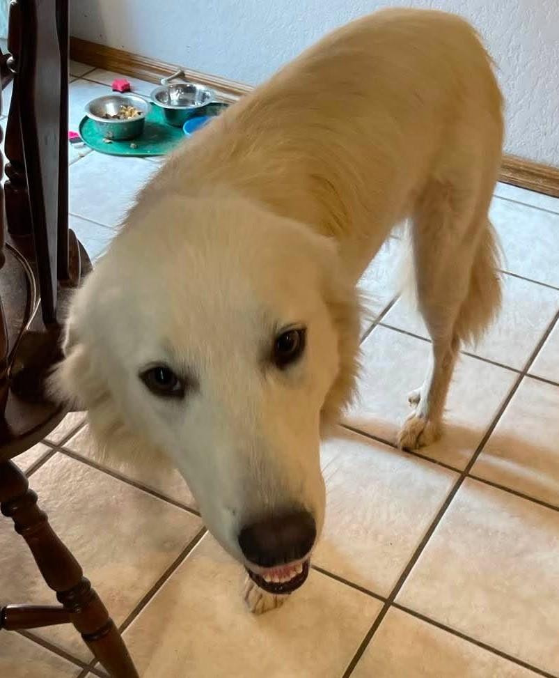 Enlarge Sassy, a Adoption Pending Great Pyrenees in Oklahoma City, OK, OK image 5/5