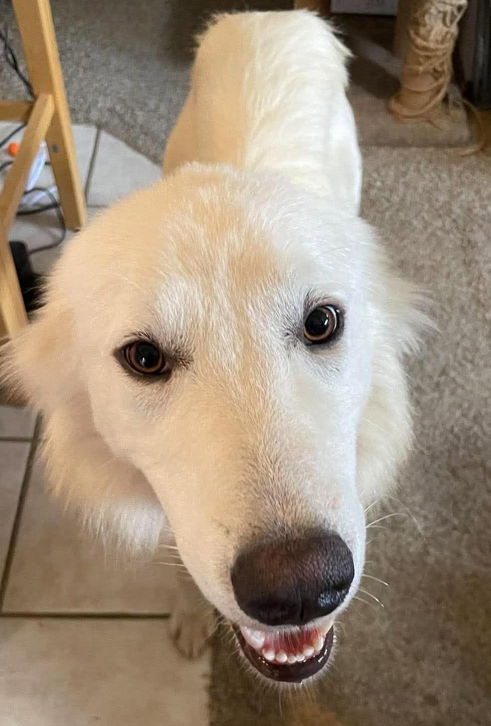Enlarge Sassy, a Adoption Pending Great Pyrenees in Oklahoma City, OK, OK image 1/5