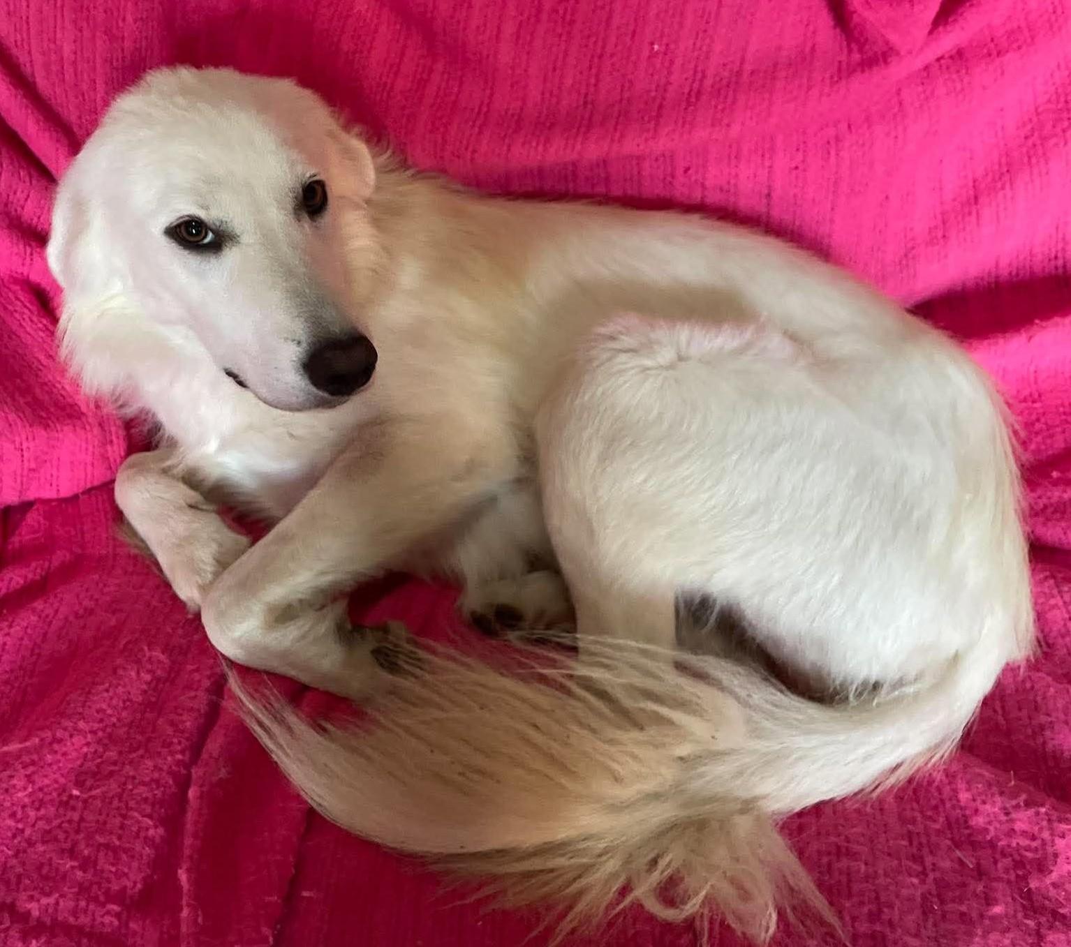 Enlarge Sassy, a Adoption Pending Great Pyrenees in Oklahoma City, OK, OK image 3/5