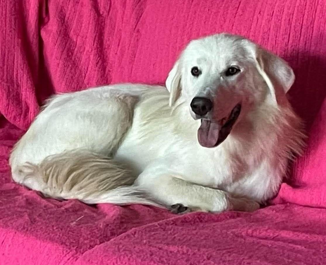Enlarge Sassy, a Adoption Pending Great Pyrenees in Oklahoma City, OK, OK image 2/5