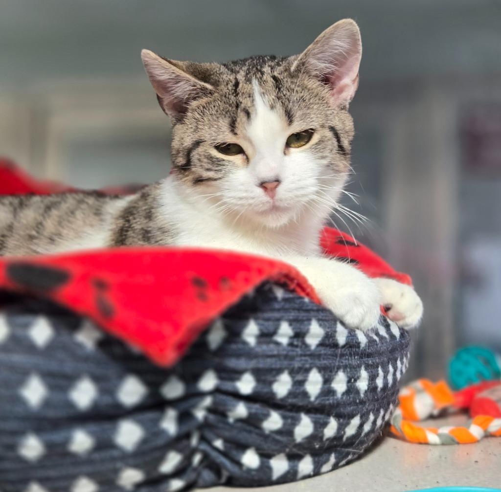 Juniper, Adoptable, Young Female Domestic Short Hair.