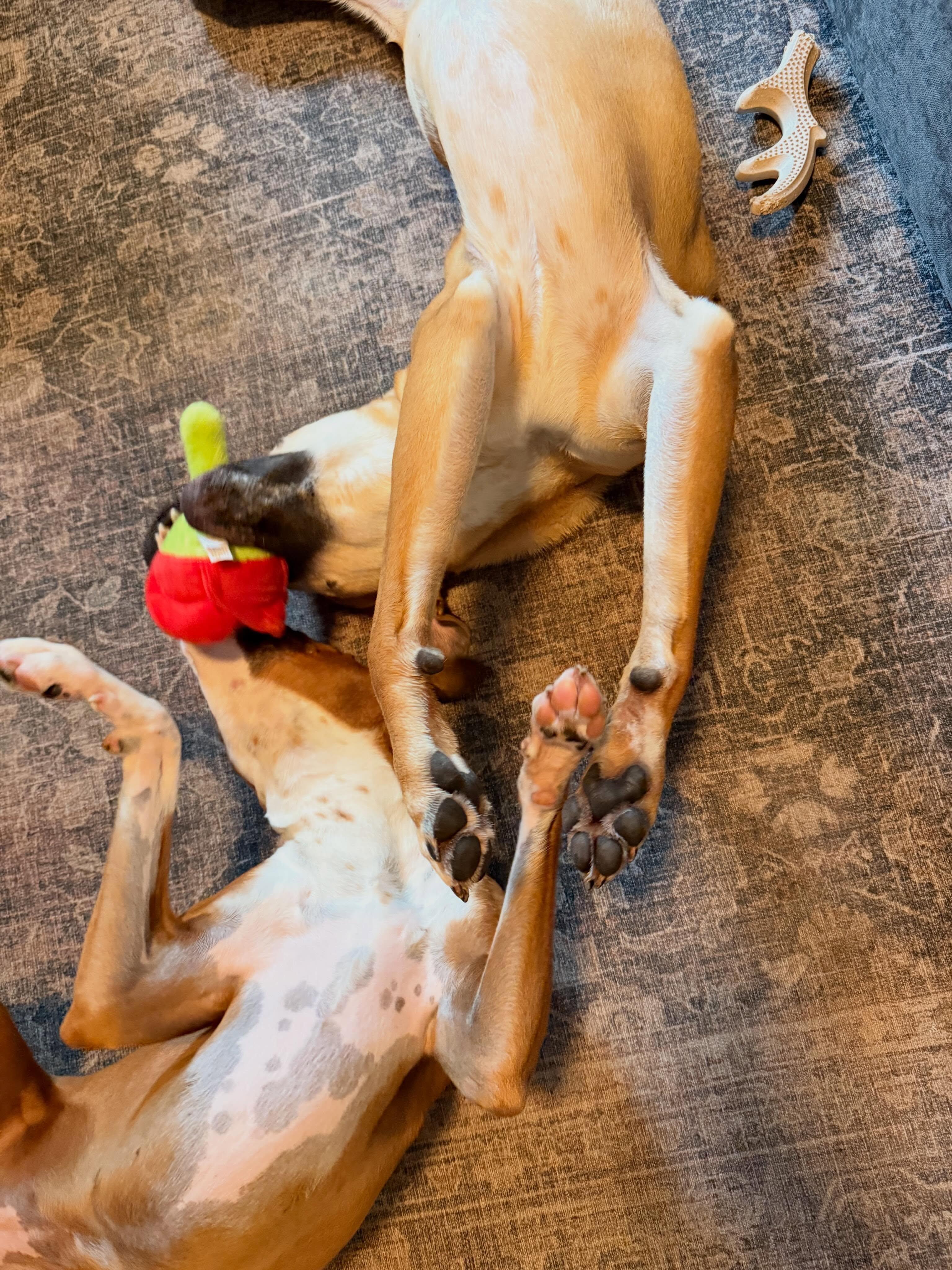 David, a ADOPTABLE mixed breed in Buda, TX image 5/6