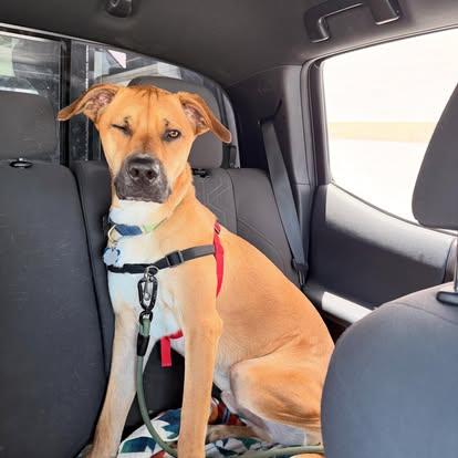 David, ADOPTABLE, Adult Male Black Mouth Cur.