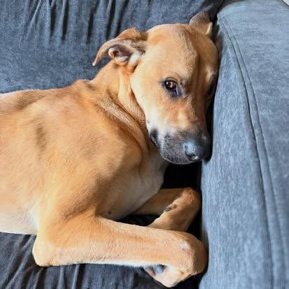 David, a ADOPTABLE mixed breed in Buda, TX image 6/6