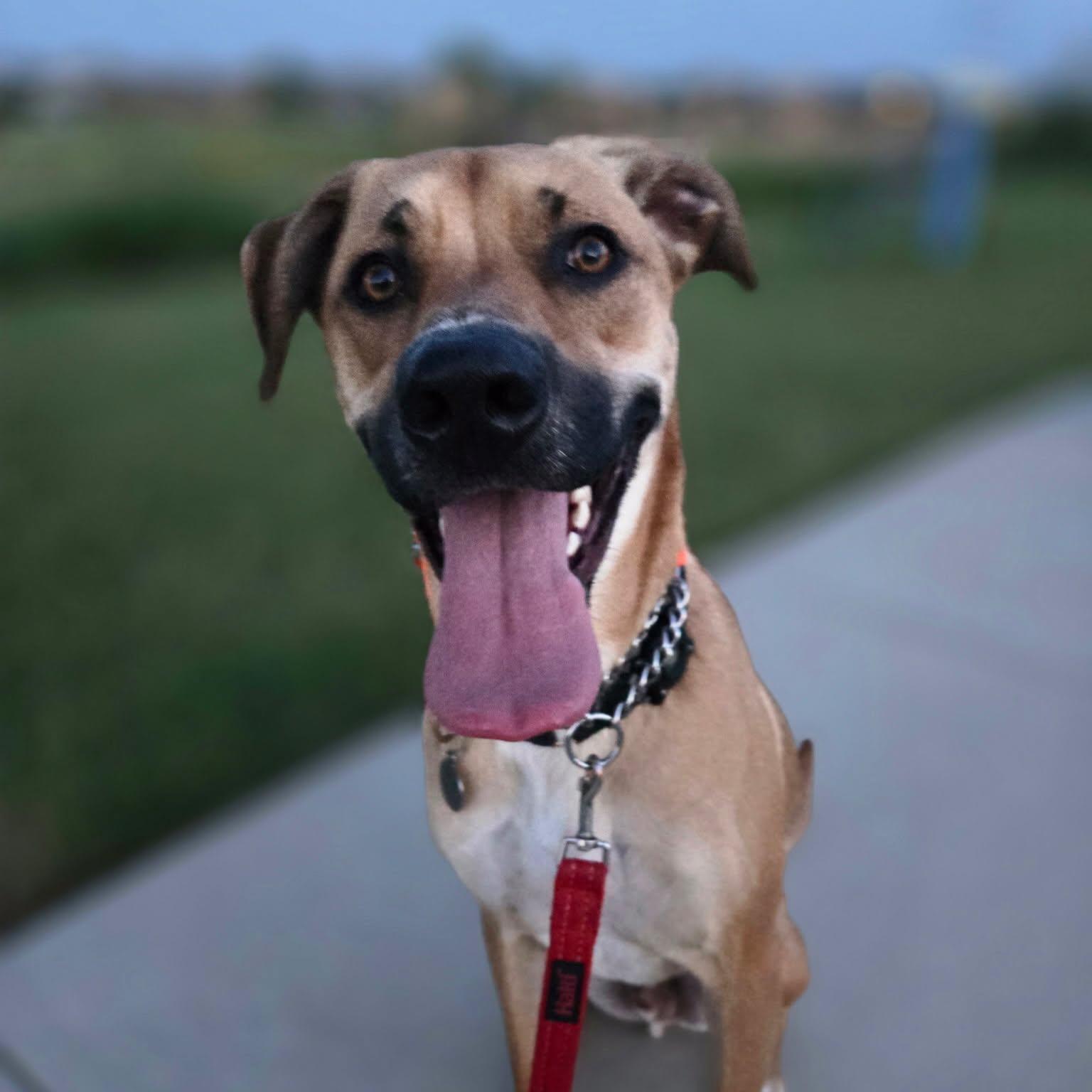 David, a ADOPTABLE mixed breed in Buda, TX image 4/6