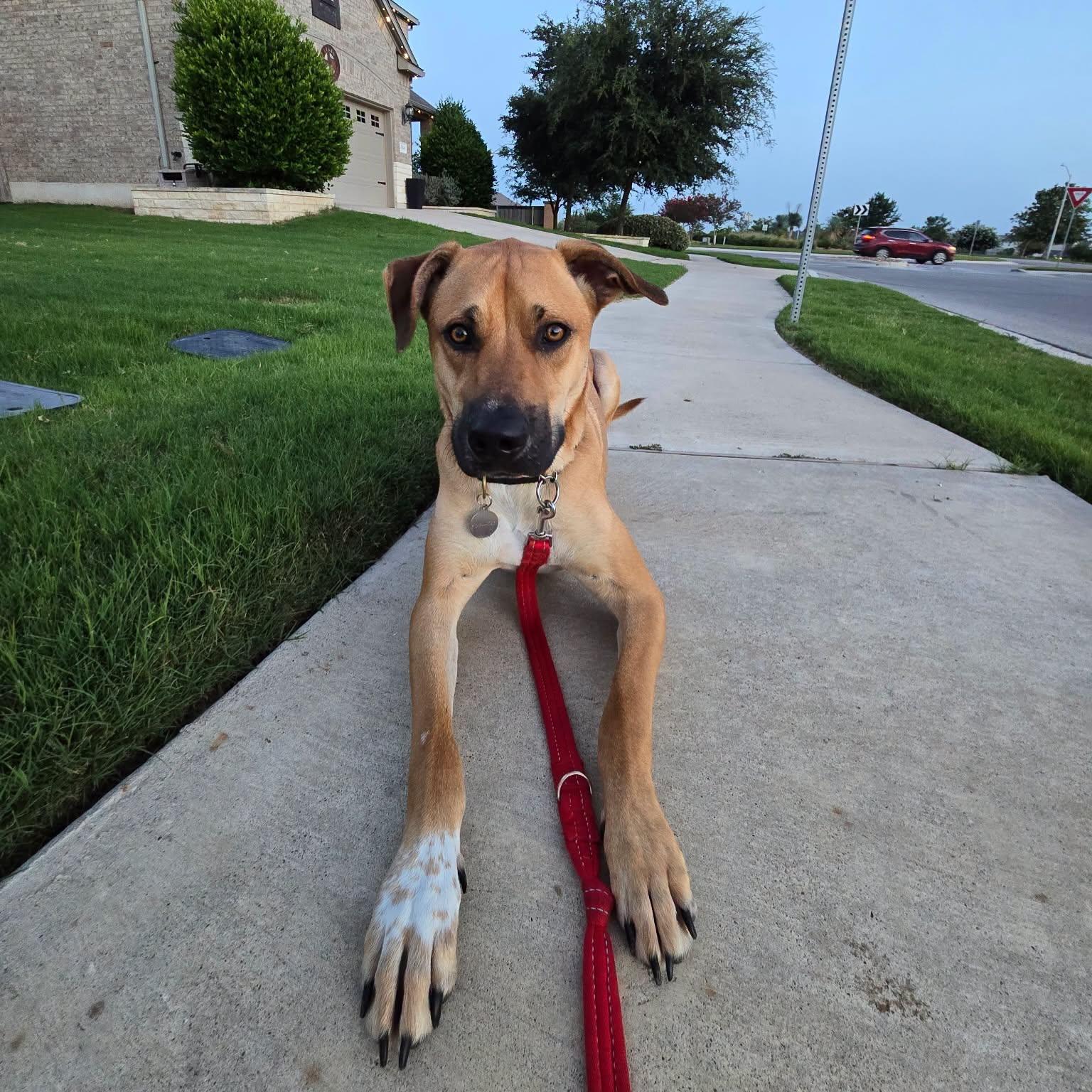 David, a ADOPTABLE mixed breed in Buda, TX image 3/6