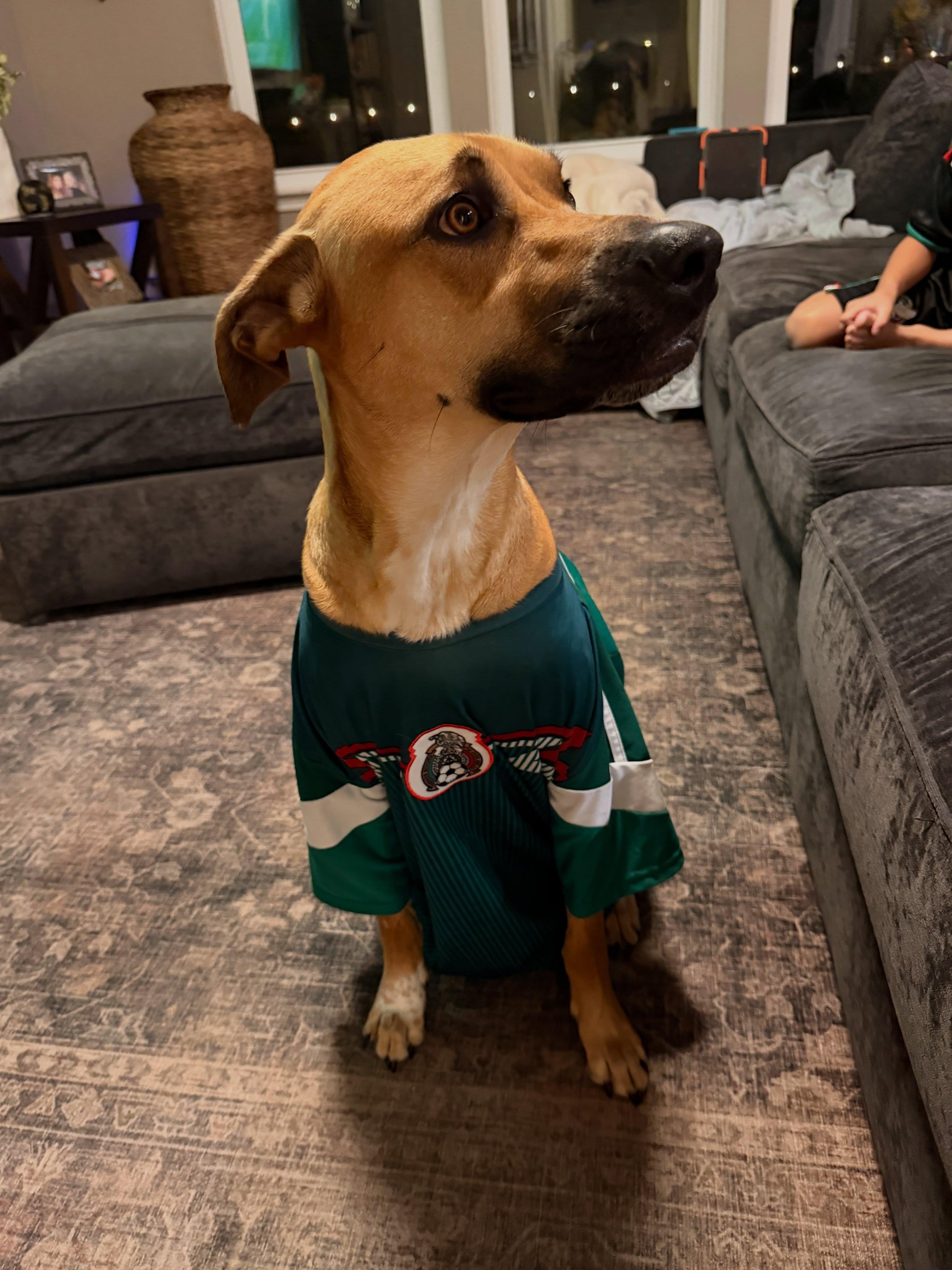 David, a ADOPTABLE mixed breed in Buda, TX image 2/6