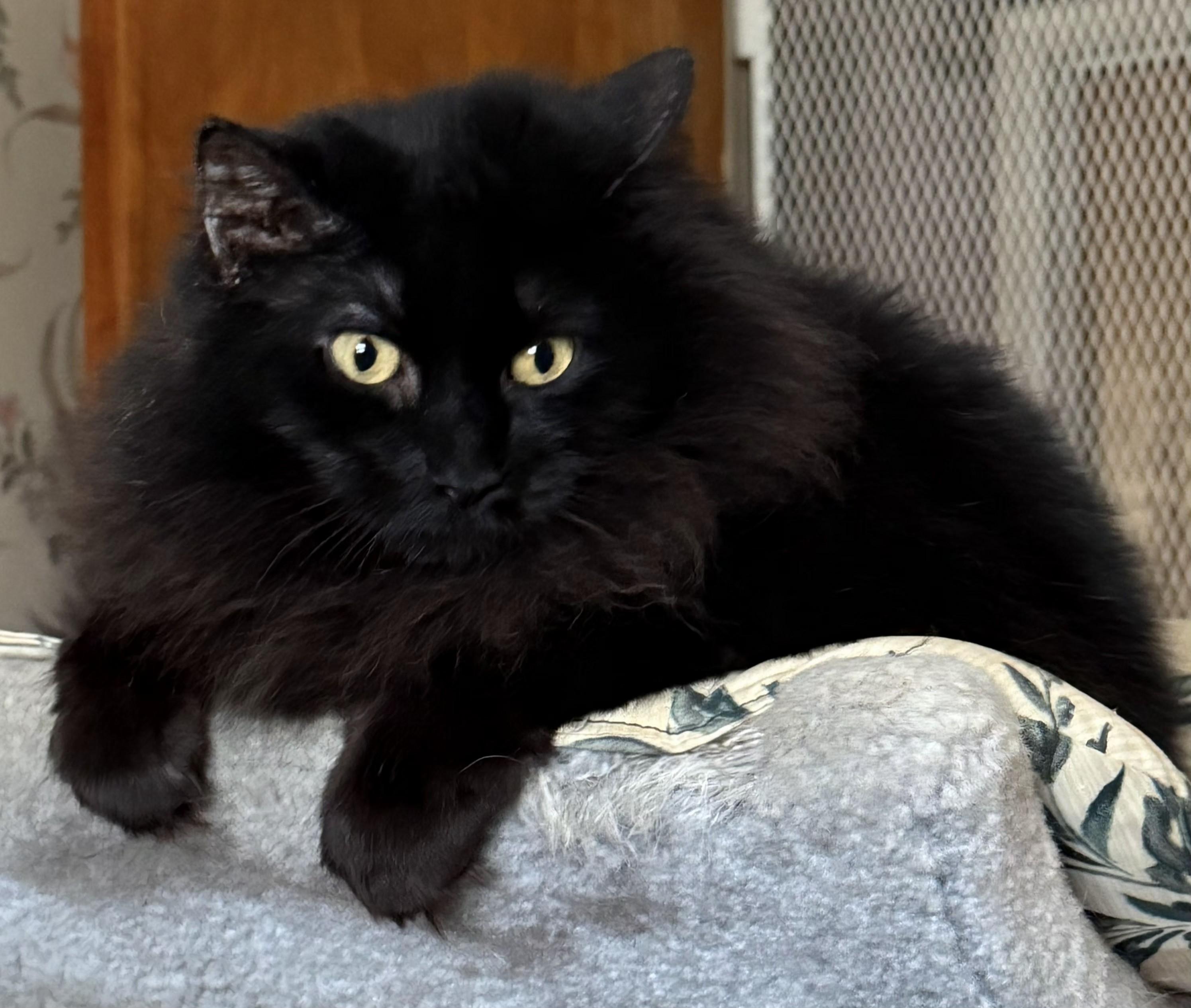 Enlarge Koal, a Adoptable Domestic Long Hair in Jamesville, NY image 1/6