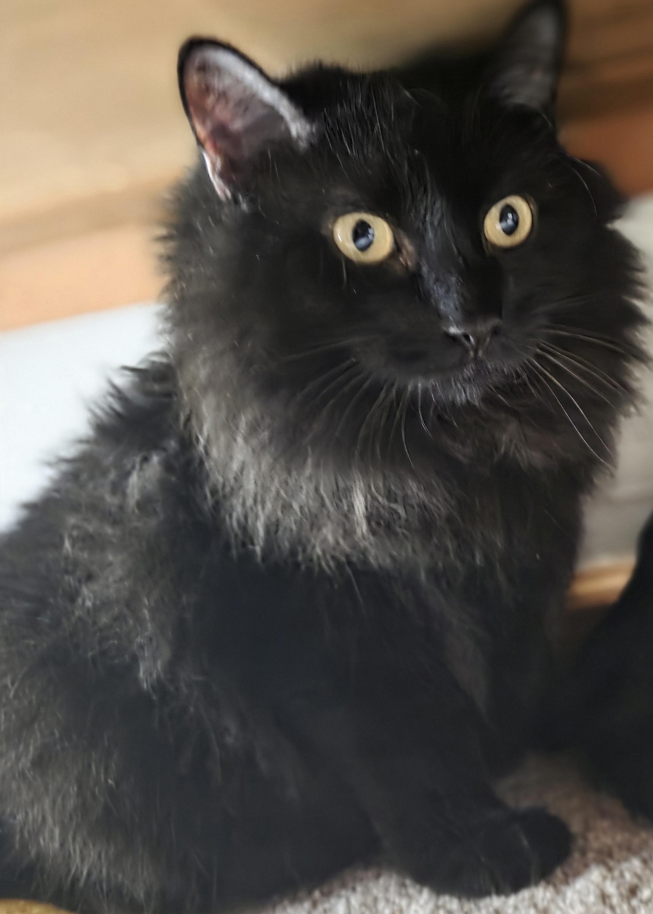 Enlarge Koal, a Adoptable Domestic Long Hair in Jamesville, NY image 2/6
