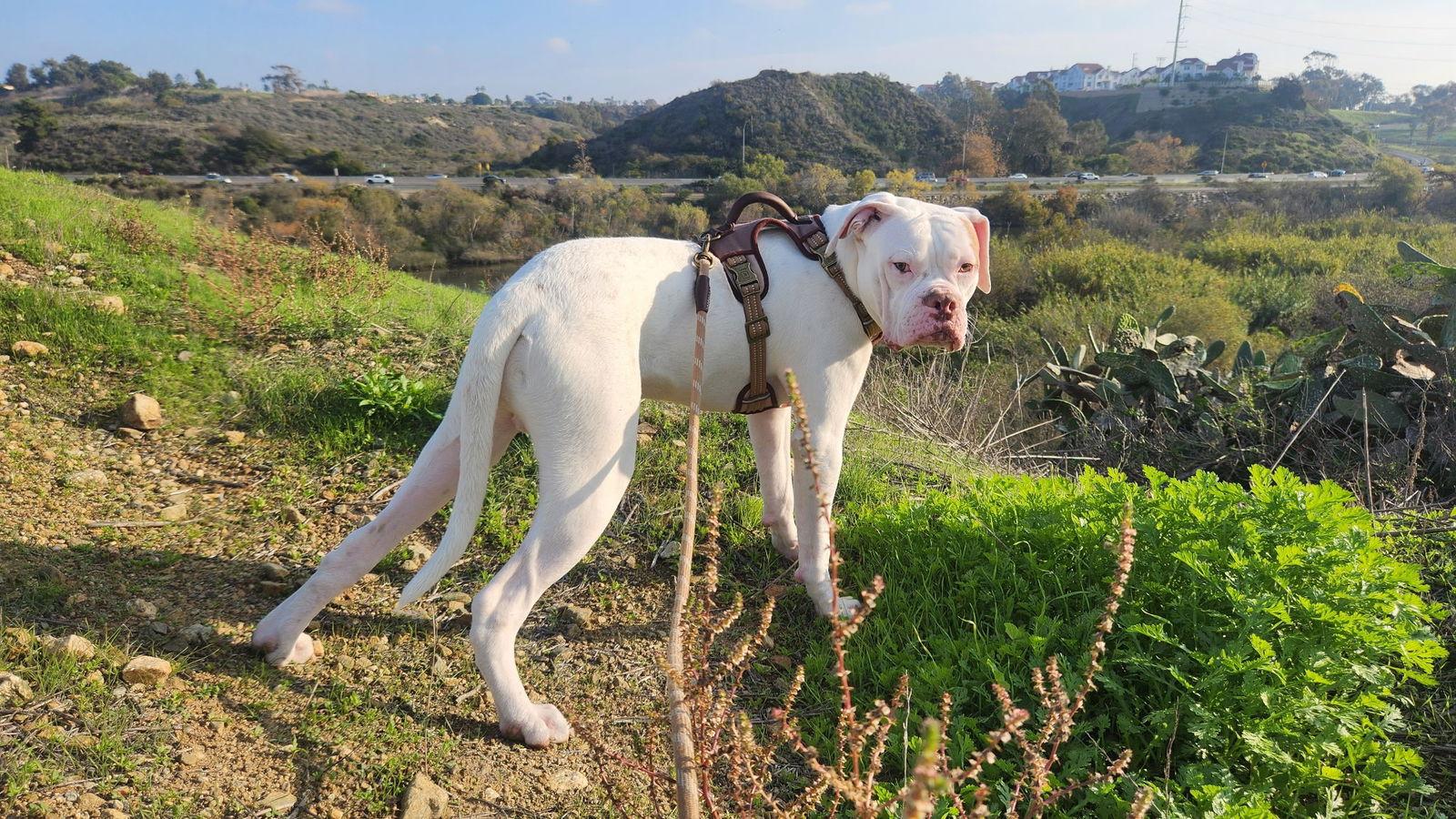 Dipper, Adoptable, Adult Male Boxer.