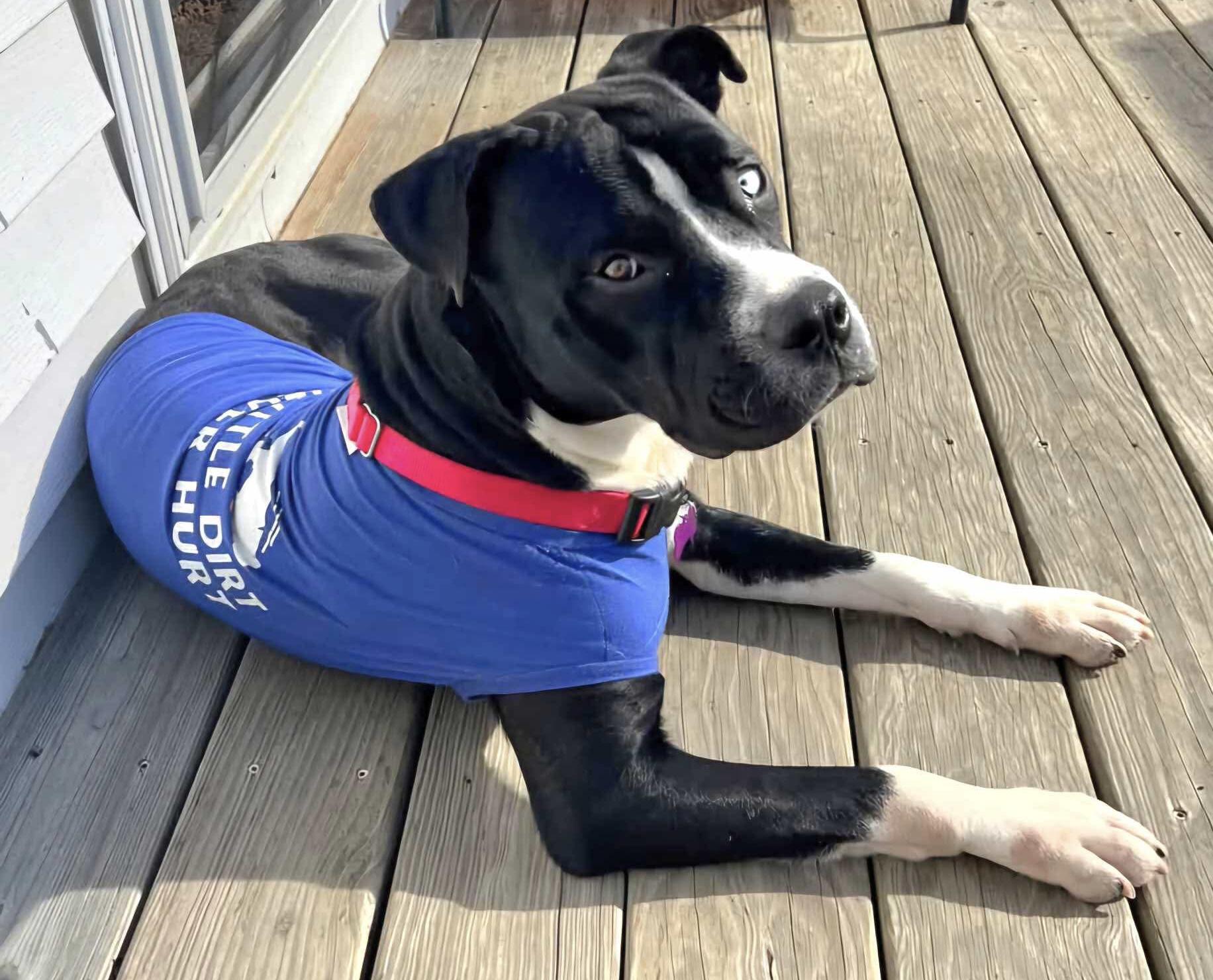 Buster Brown, a Adoptable Mixed Breed in Randolph Center, VT image 1/5