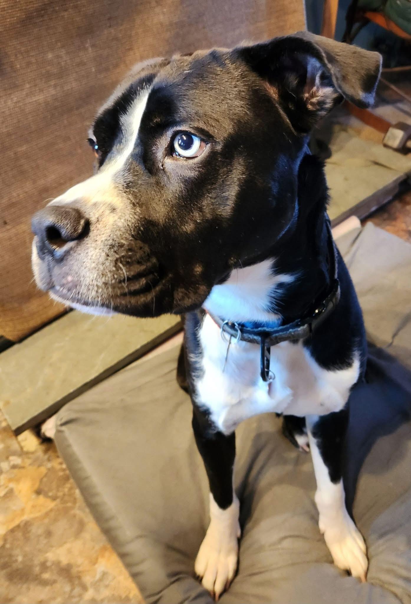 Buster Brown, a Adoptable Mixed Breed in Randolph Center, VT image 2/5