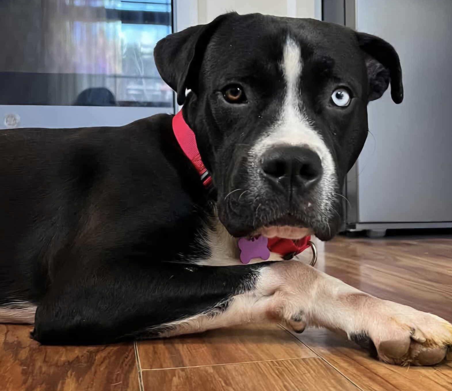 Buster Brown, a Adoptable Mixed Breed in Randolph Center, VT image 3/5