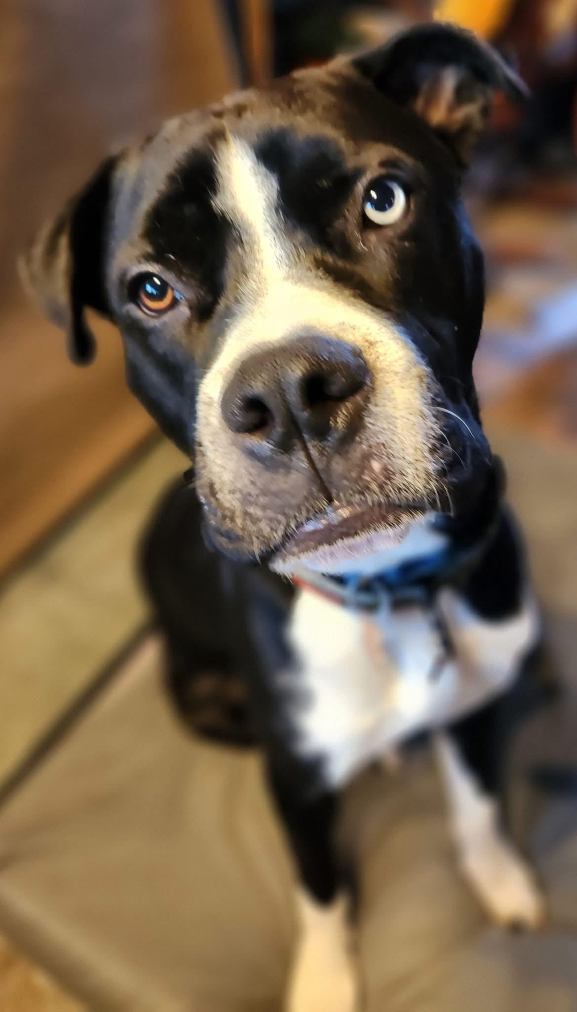 Buster Brown, a Adoptable Mixed Breed in Randolph Center, VT image 4/5