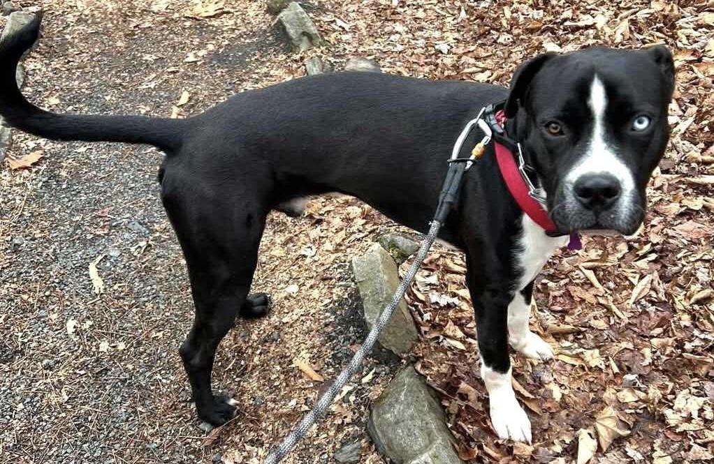 Buster Brown, a Adoptable Mixed Breed in Randolph Center, VT image 5/5