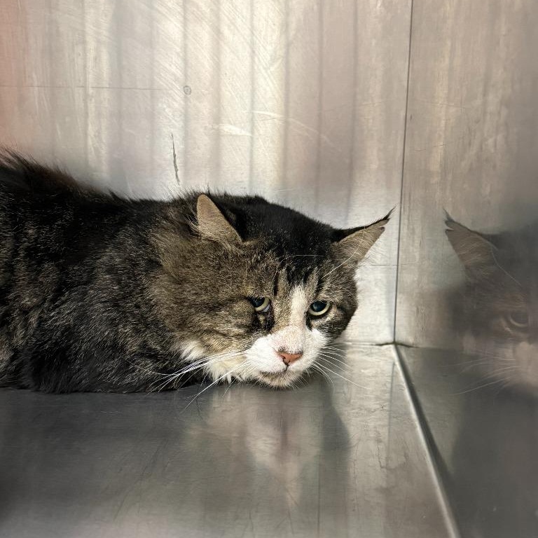 Enlarge Barn Cats, a Adoptable Domestic Short Hair in Oconto, WI image 3/3