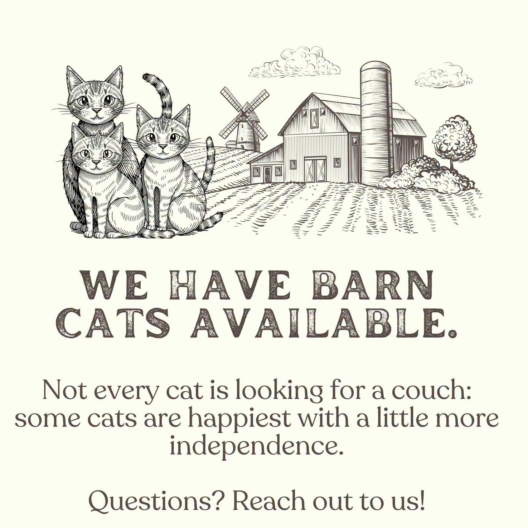 Barn Cats, Adoptable, Adult Male Domestic Short Hair.