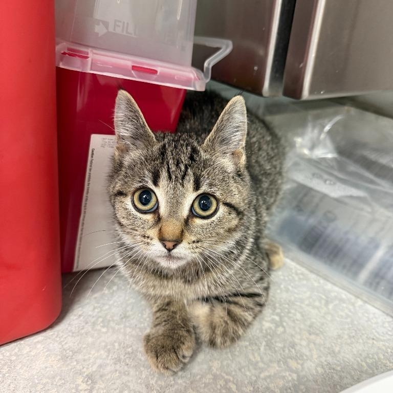 Enlarge Barn Cats, a Adoptable Domestic Short Hair in Oconto, WI image 2/3