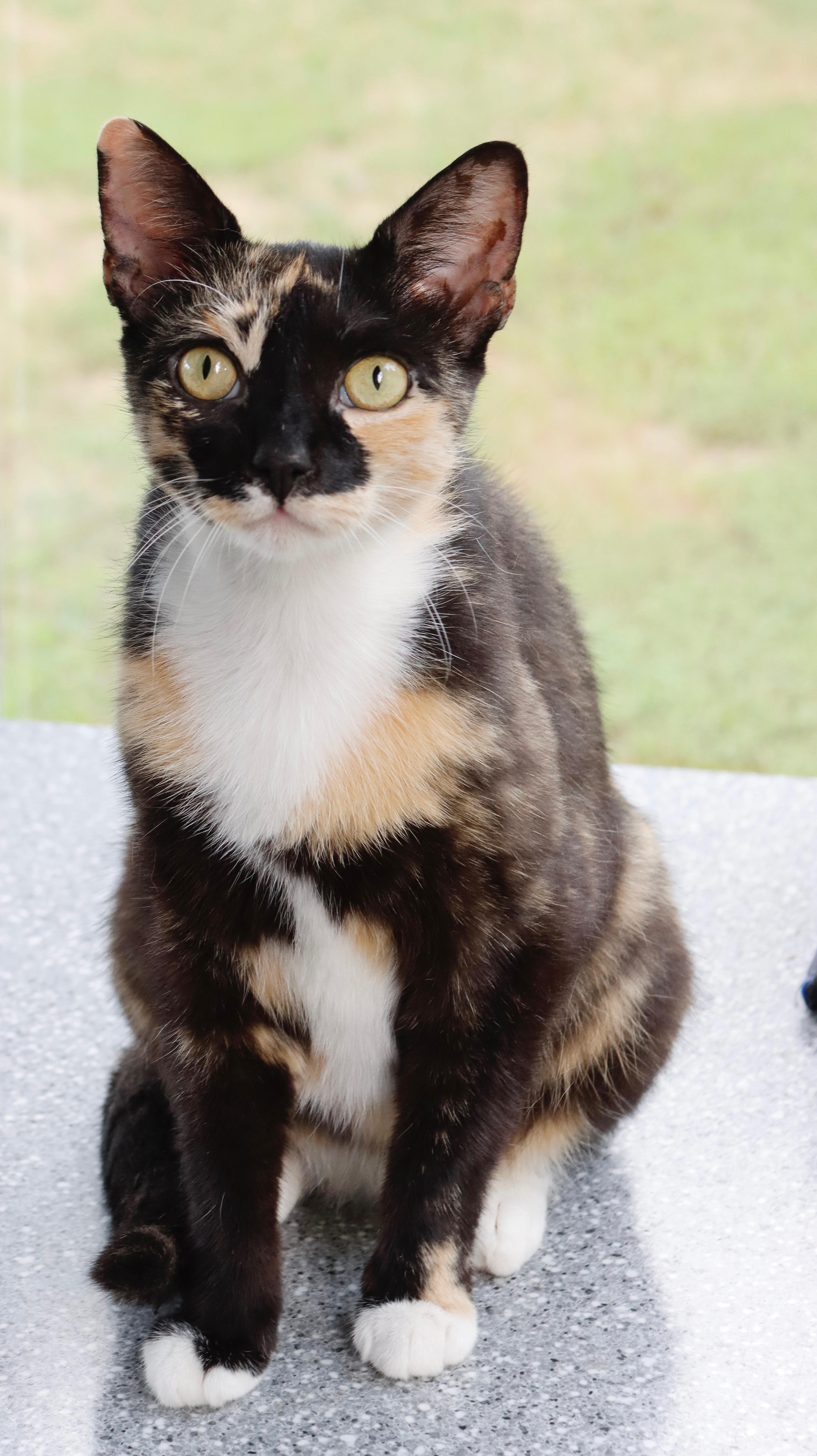 Enlarge Marigold, a Adopted Calico in Salem, MA image 1/1