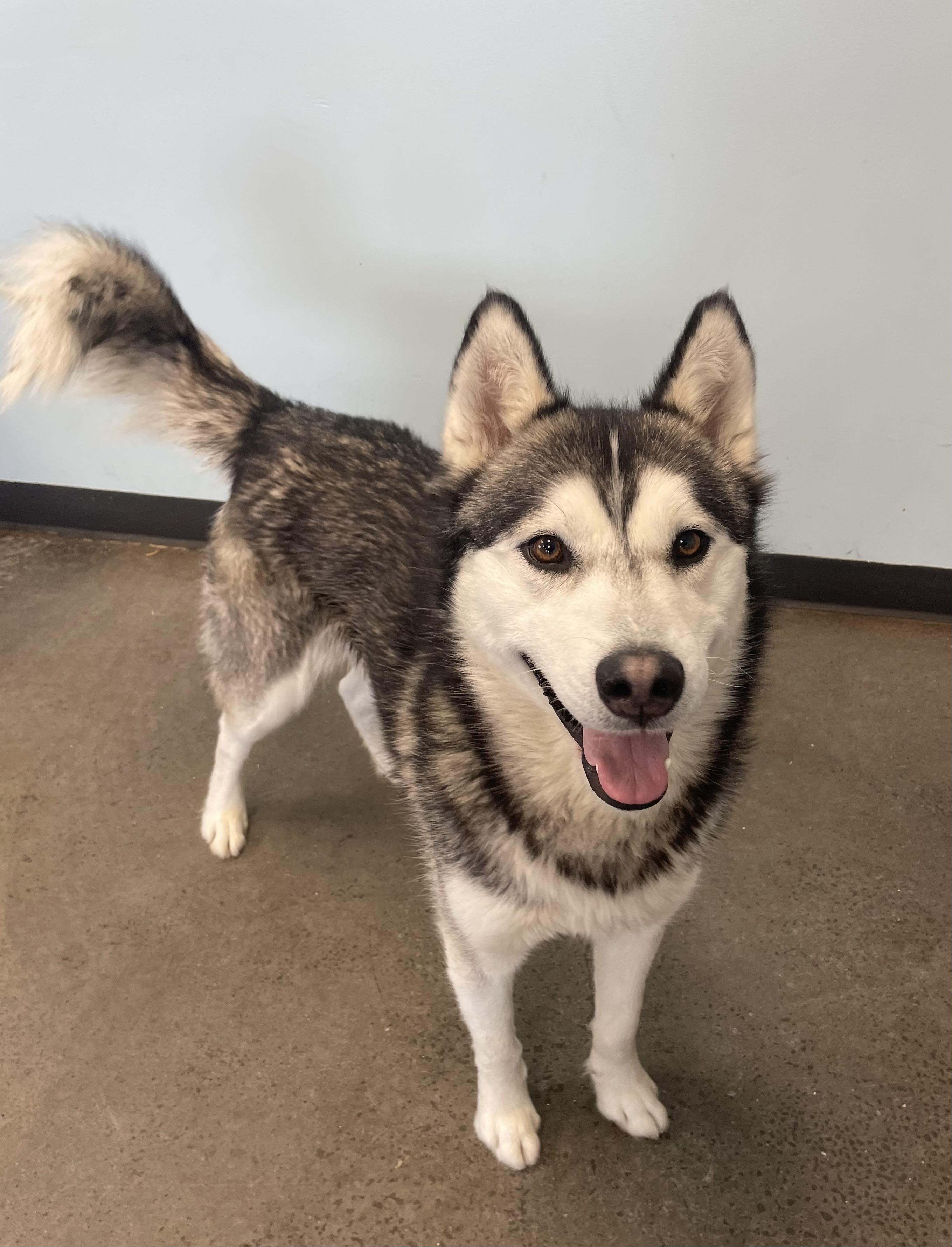 Lucas, an adopted mixed breed in Mishawaka, IN image 2/6