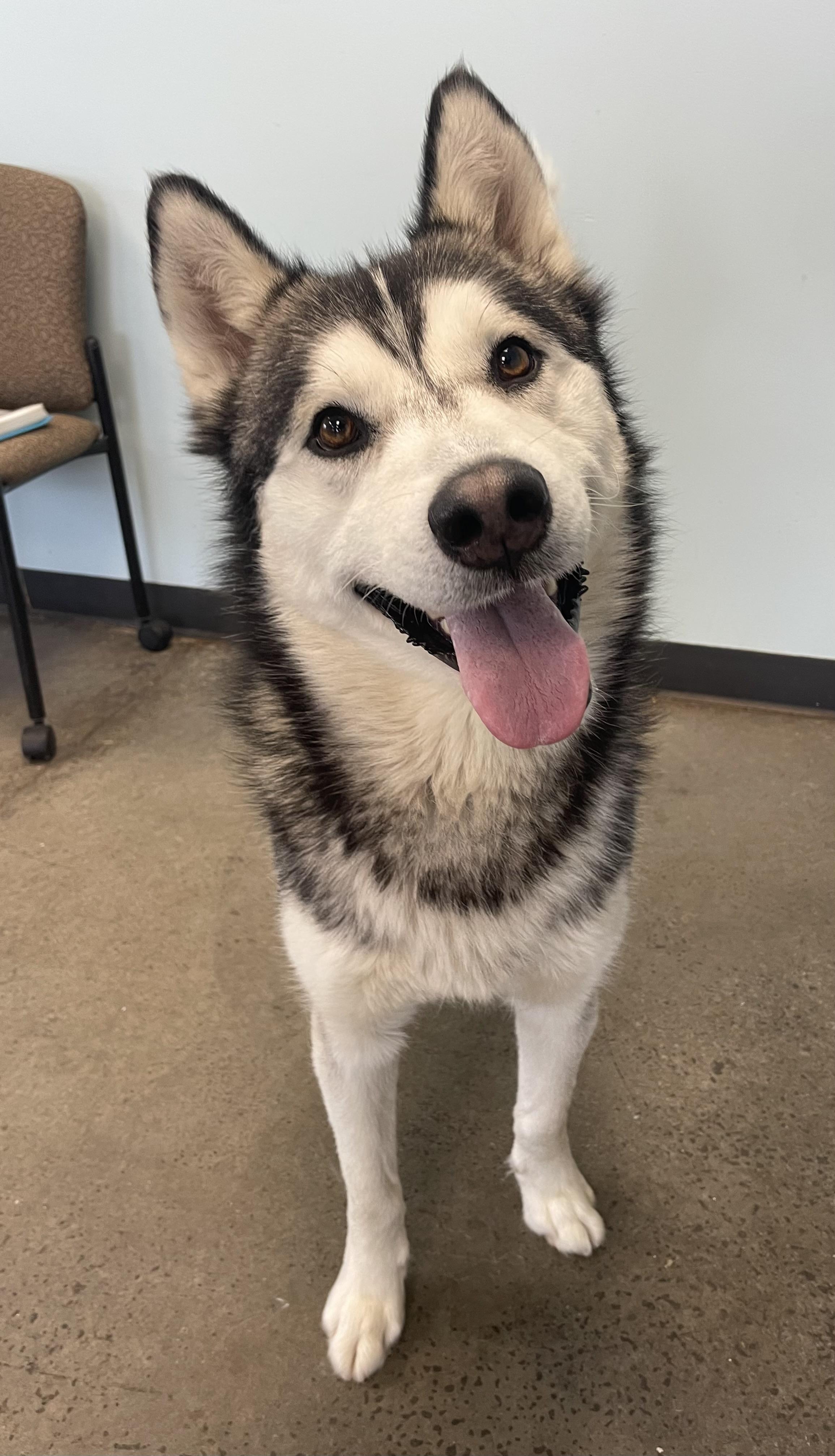 Lucas, an adopted mixed breed in Mishawaka, IN image 3/6