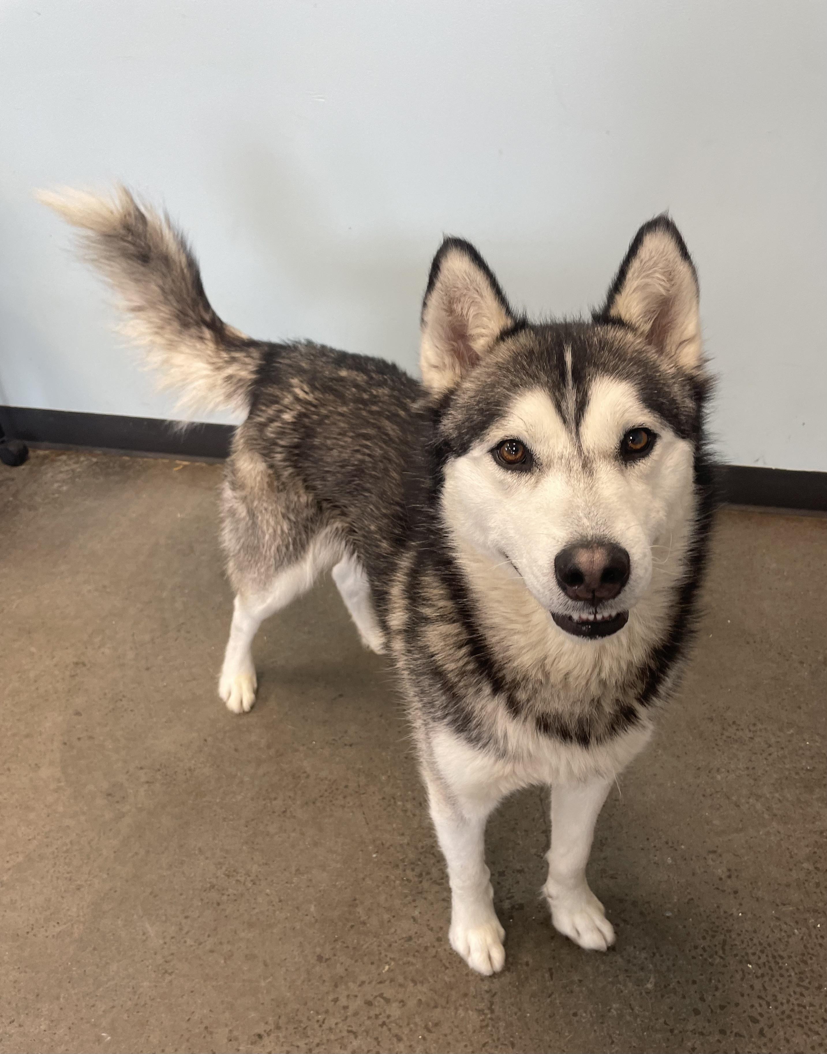 Lucas, an adopted mixed breed in Mishawaka, IN image 5/6