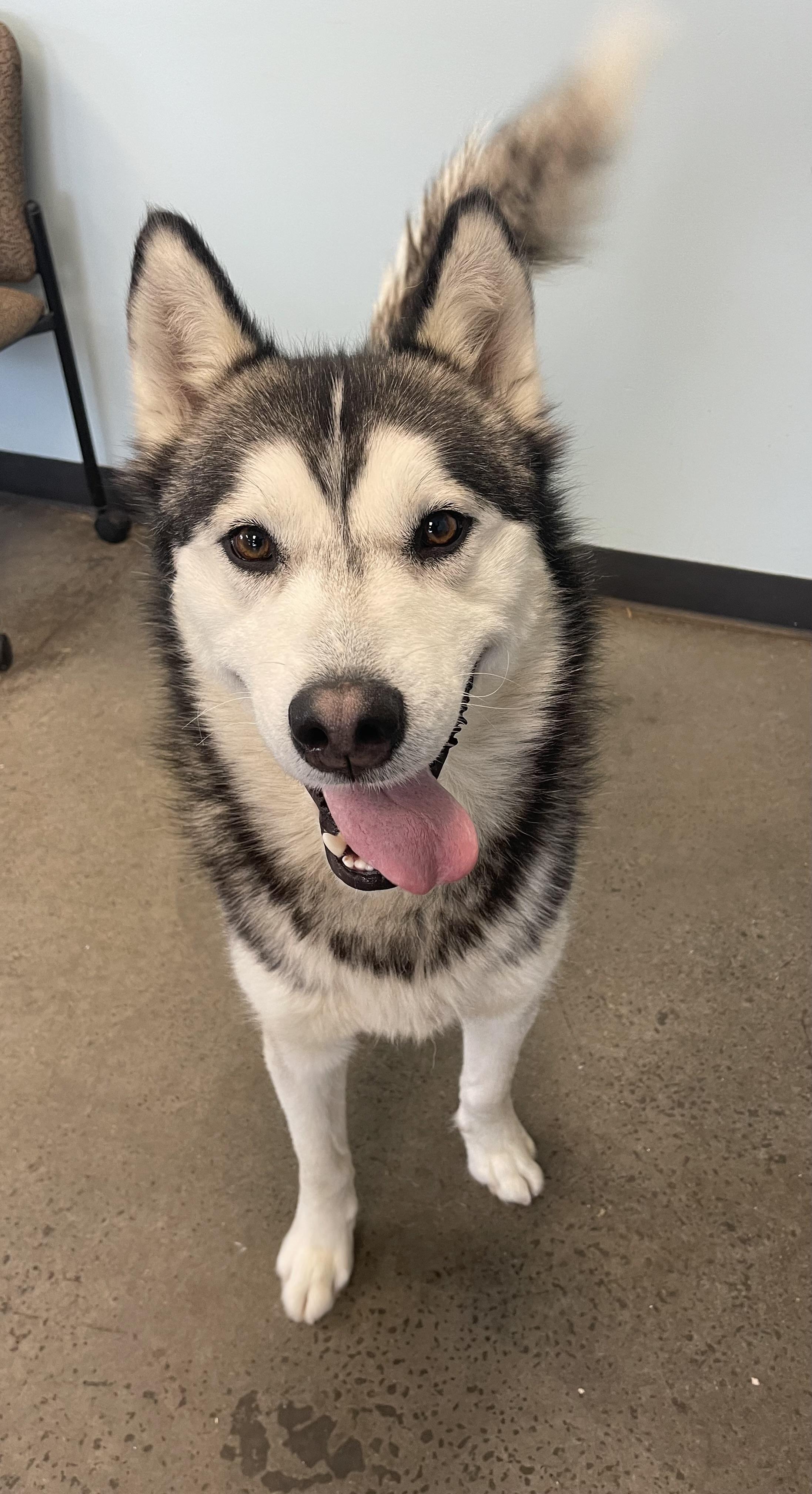 Lucas, an adopted mixed breed in Mishawaka, IN image 6/6