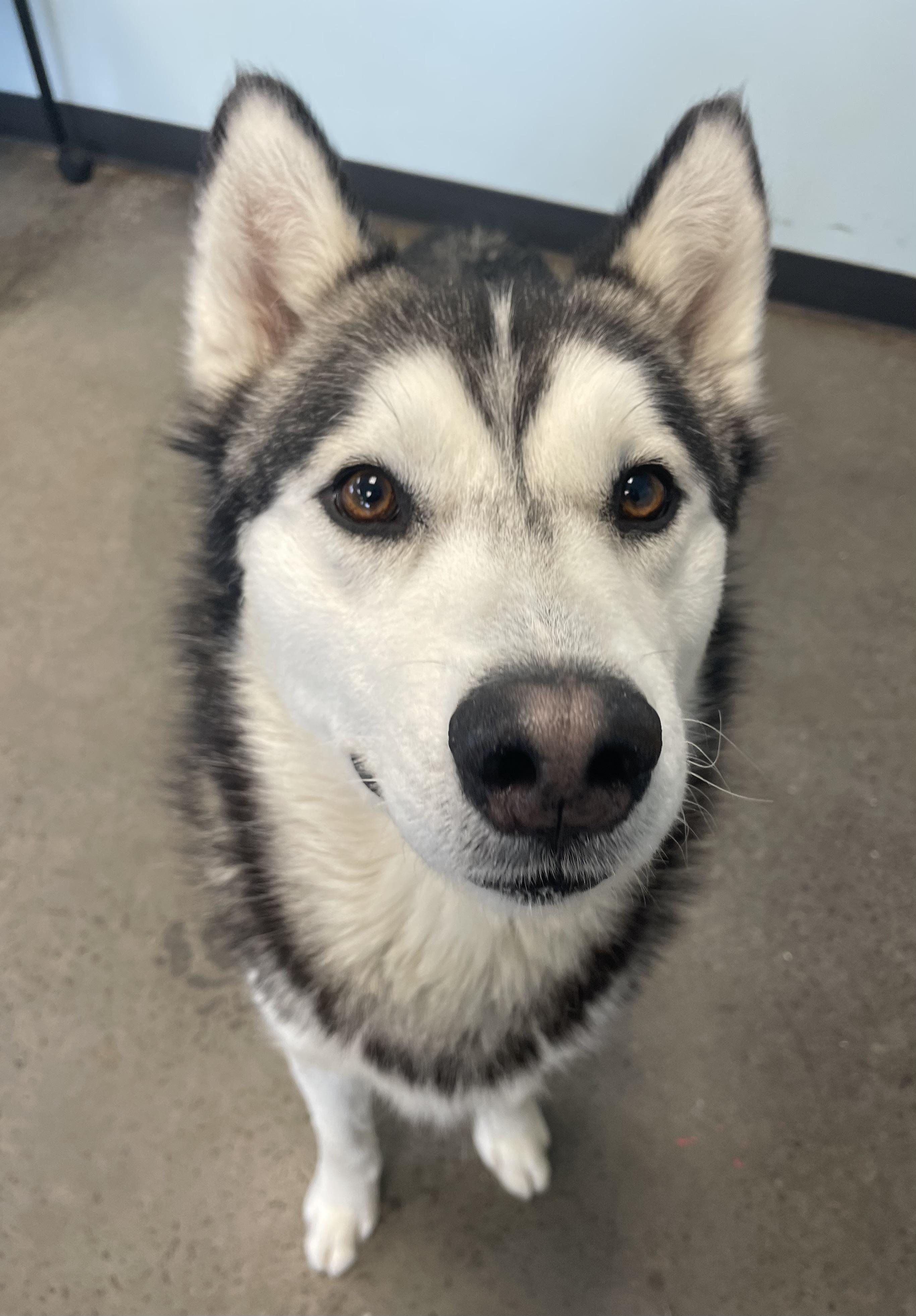 Lucas, an adopted mixed breed in Mishawaka, IN image 4/6