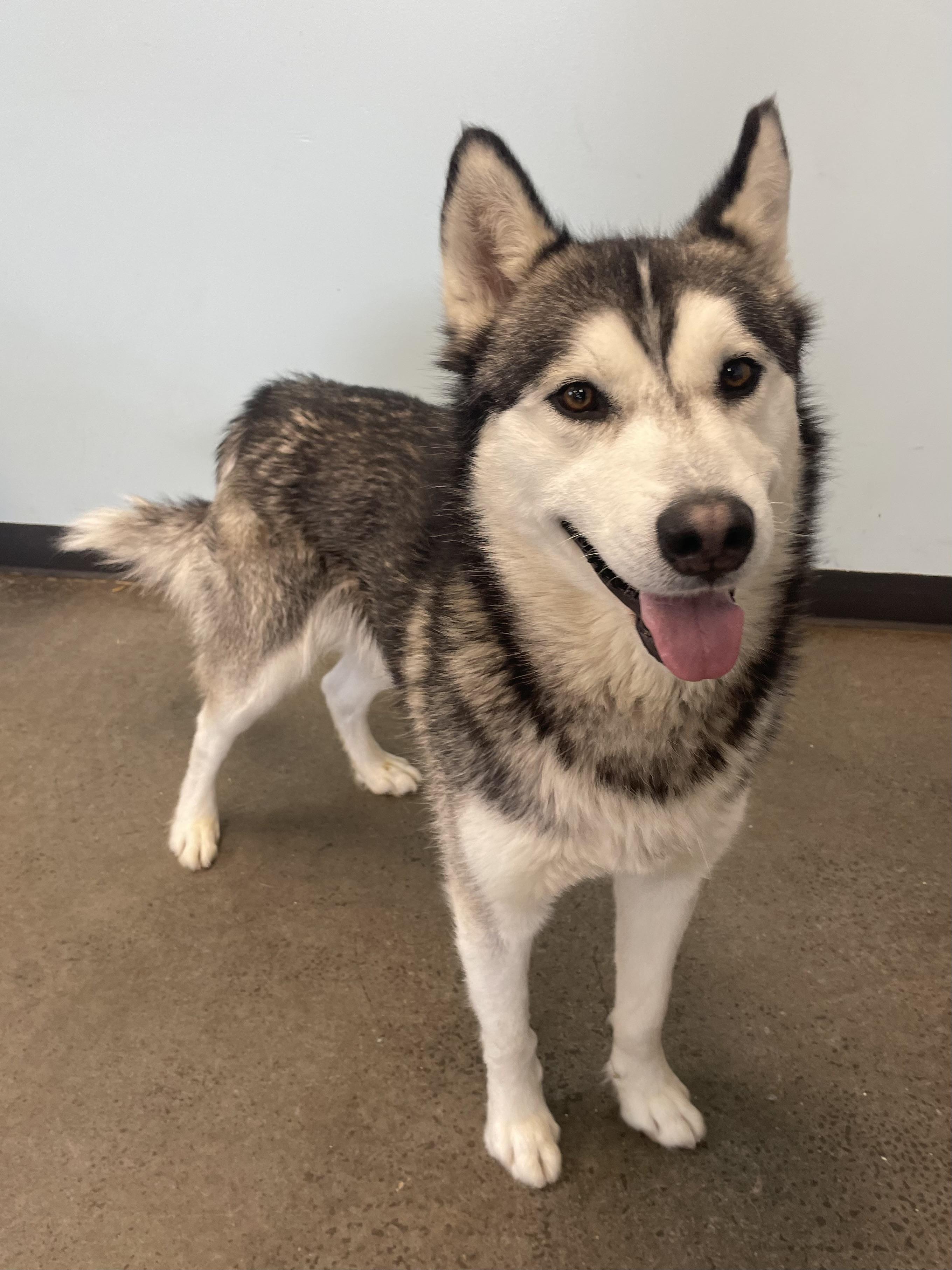 Lucas, adopted, Adult Male Husky.