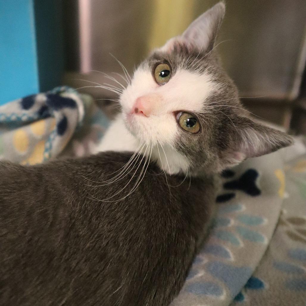 Gretel, Adoptable, Kitten Female Domestic Short Hair.