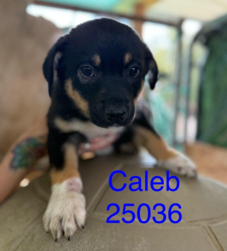 Caleb