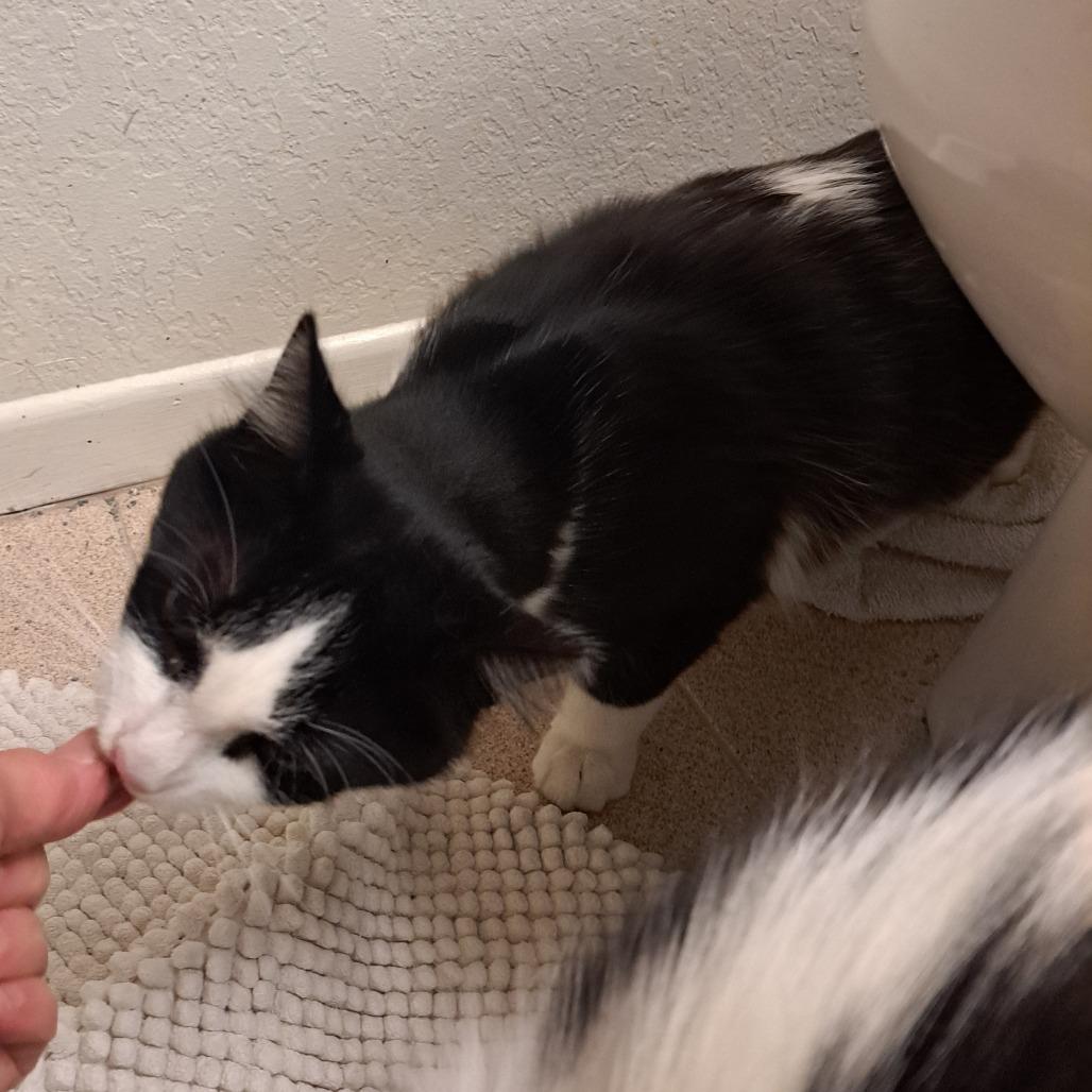 Dash — thumbnail 2