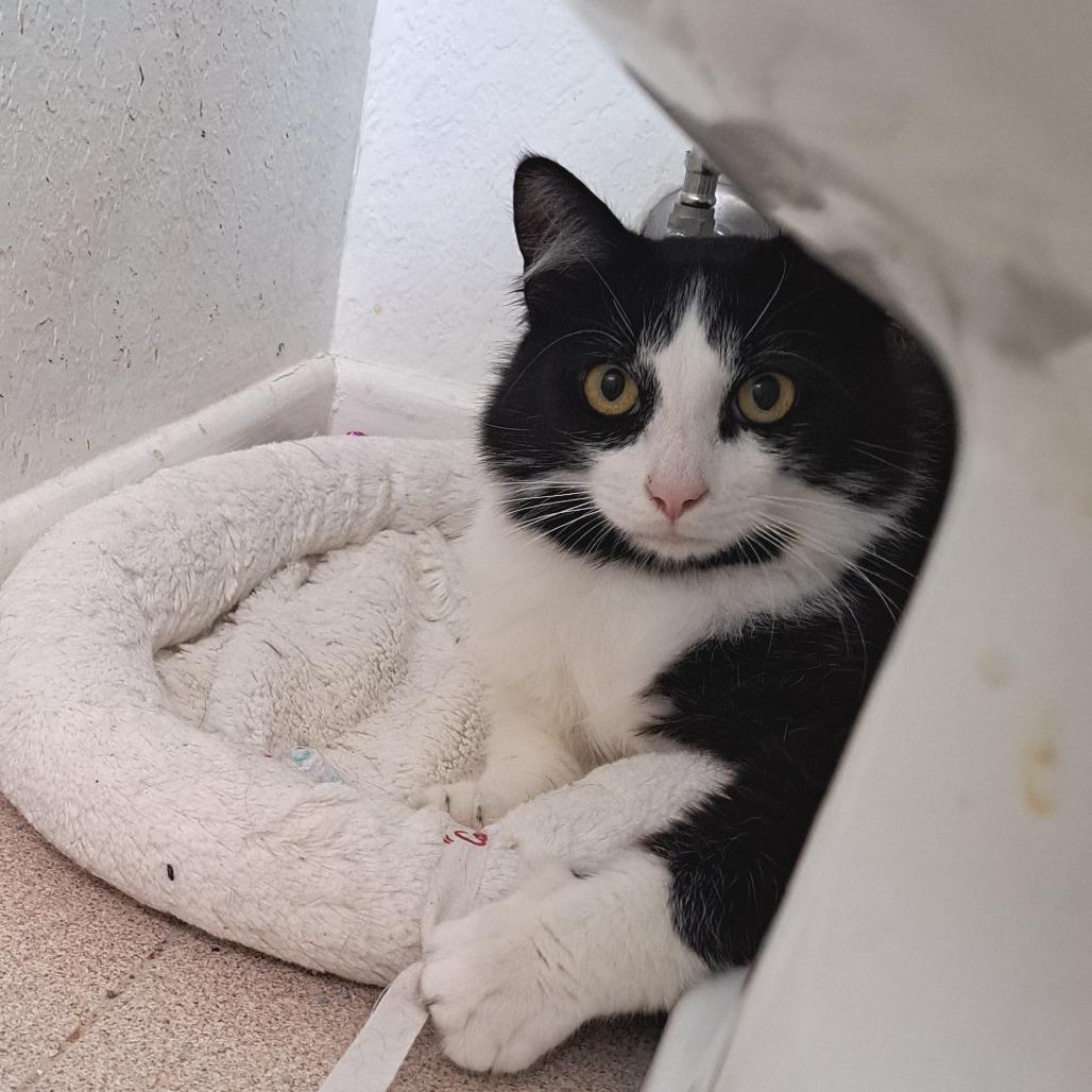 Dash — thumbnail 3