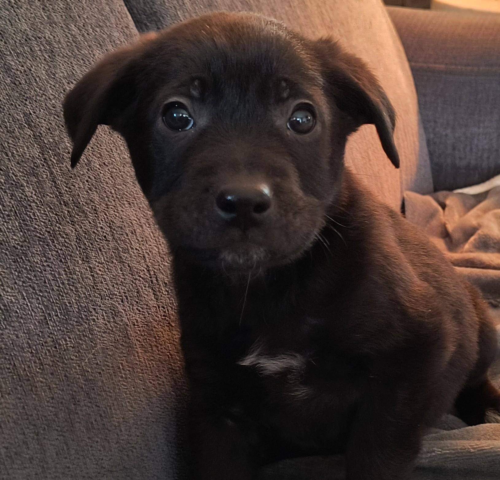 Milo, adopted, Puppy Male Border Collie.