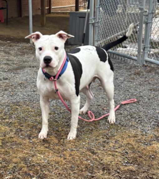Enlarge CREMINI, a Adoptable Pit Bull Terrier in Hagerstown, MD image 1/1