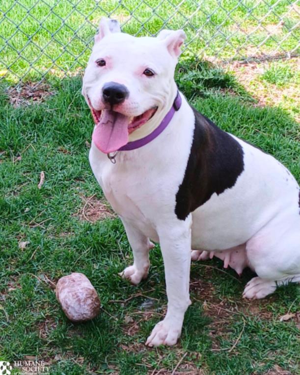 CREMINI, Adoptable, Young Female Pit Bull Terrier.