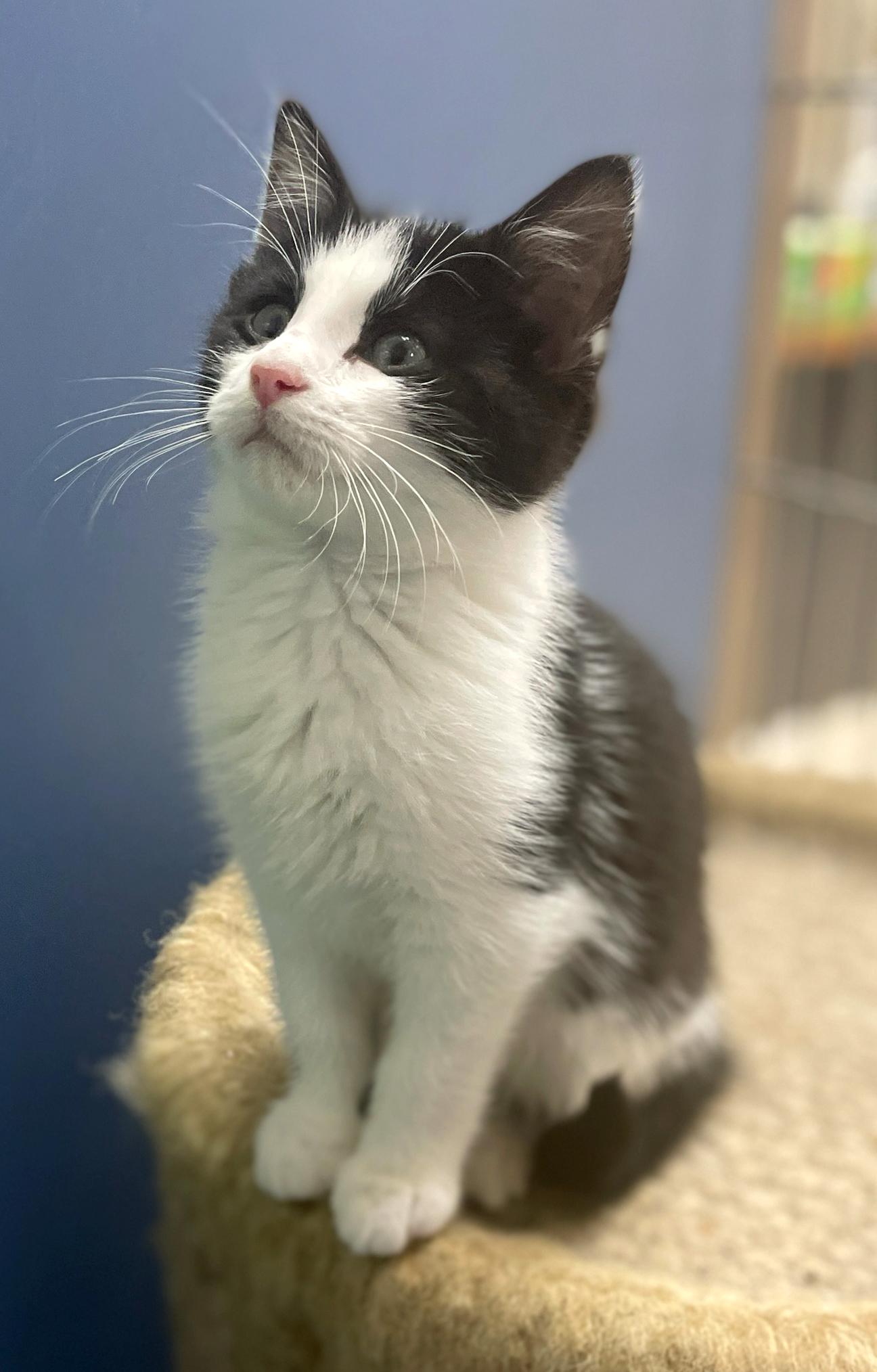 Enlarge Lovey (Must be Adopted w/Littermate), an adoptable Domestic Medium Hair in Neillsville, WI image 1/1