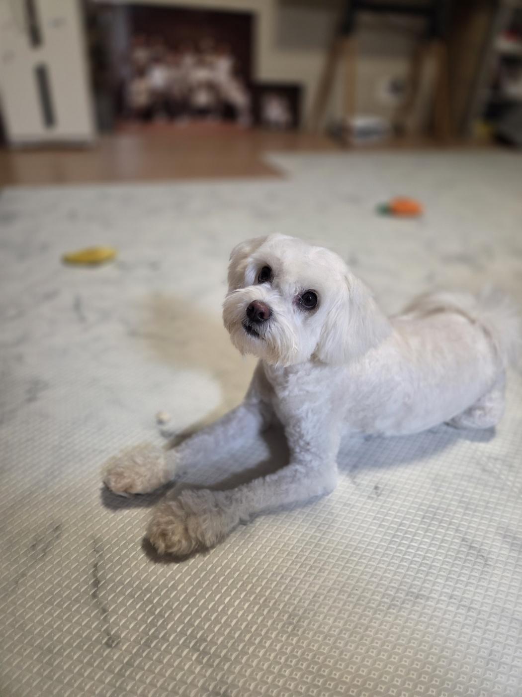 Enlarge GINA, a ADOPTABLE mixed breed in Centreville, VA image 4/6