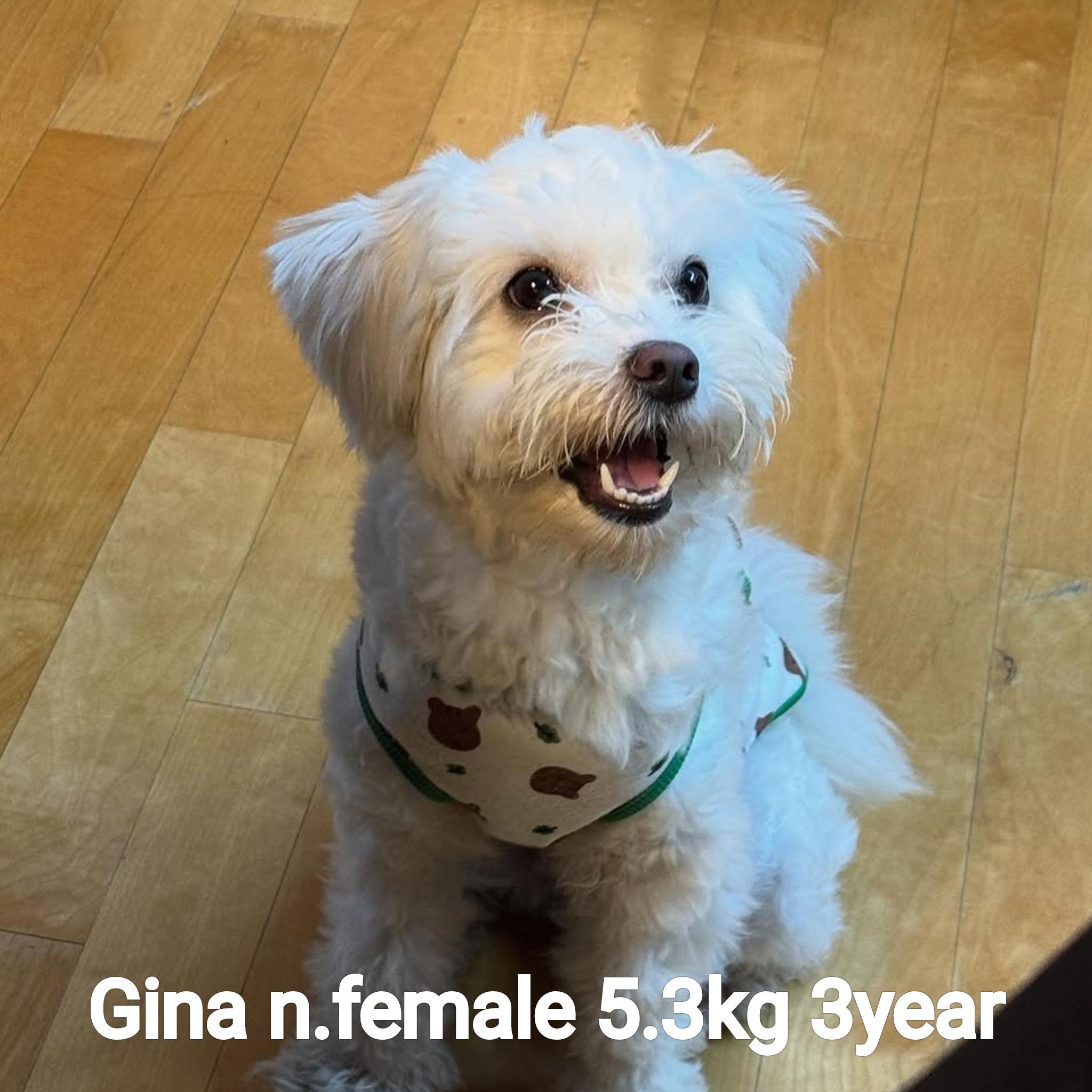 Enlarge GINA, a ADOPTABLE mixed breed in Centreville, VA image 1/6