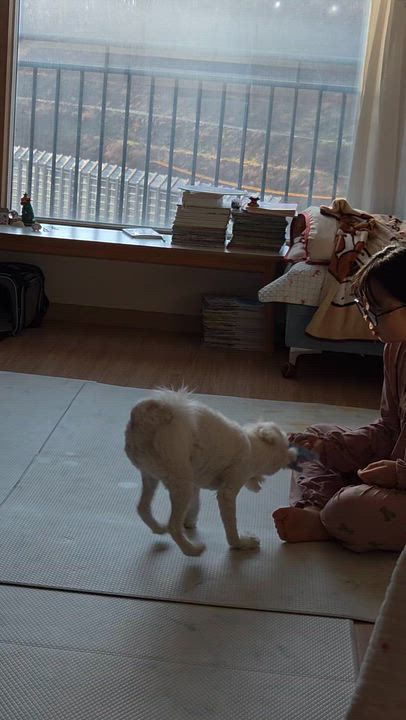 Enlarge GINA, a ADOPTABLE mixed breed in Centreville, VA video 5/6