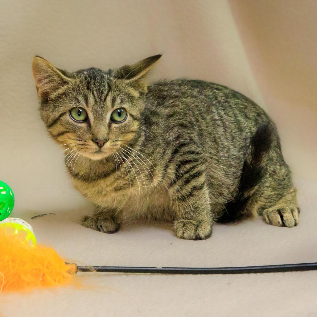 Norbert, Adoptable, Young Male Domestic Short Hair.