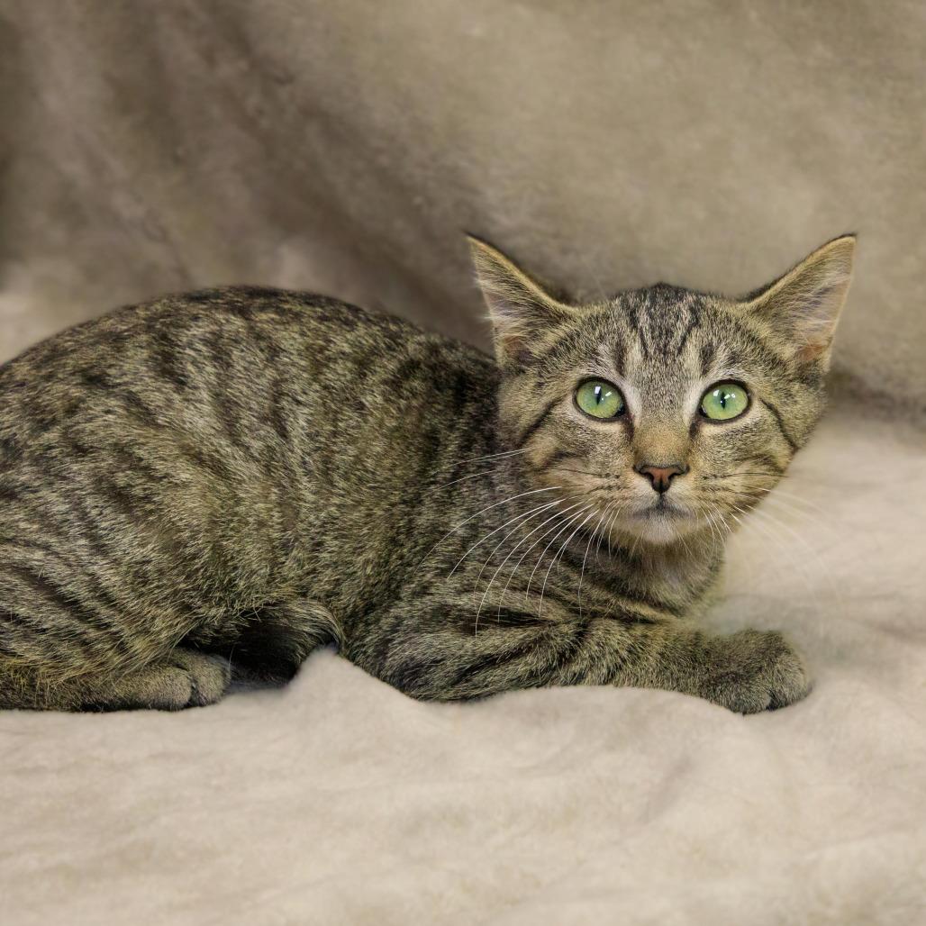 Enlarge Norbert, a Adoptable Domestic Short Hair in Versailles, KY image 2/5
