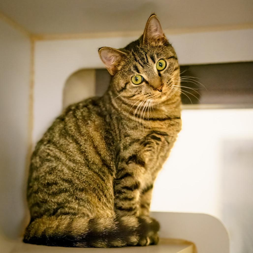 Enlarge Norbert, a Adoptable Domestic Short Hair in Versailles, KY image 3/5