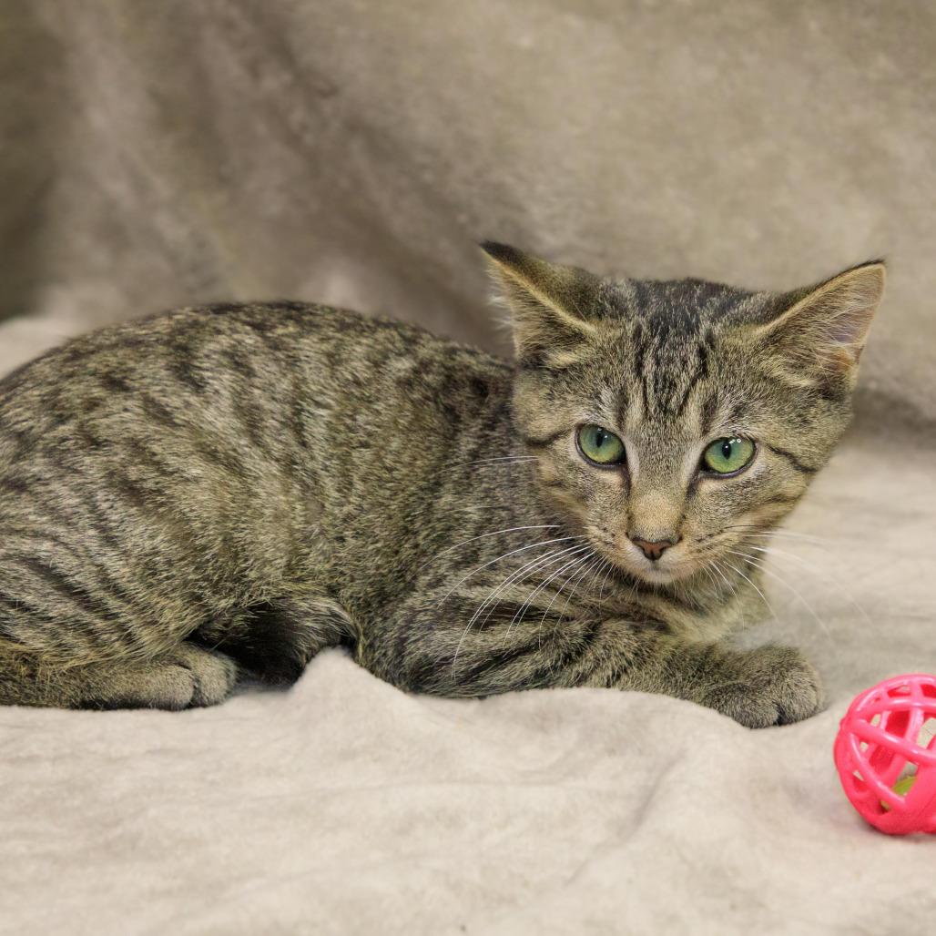 Enlarge Norbert, a Adoptable Domestic Short Hair in Versailles, KY image 4/5