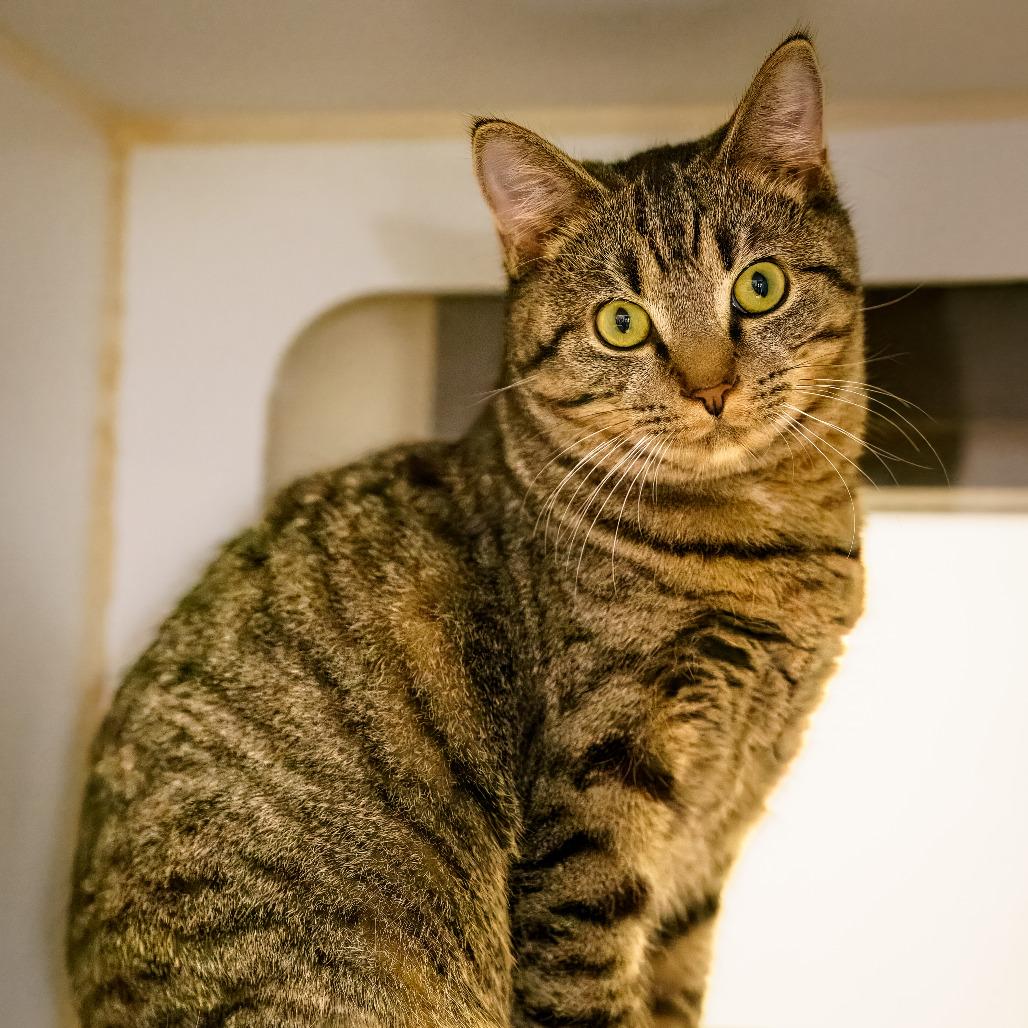Enlarge Norbert, a Adoptable Domestic Short Hair in Versailles, KY image 5/5